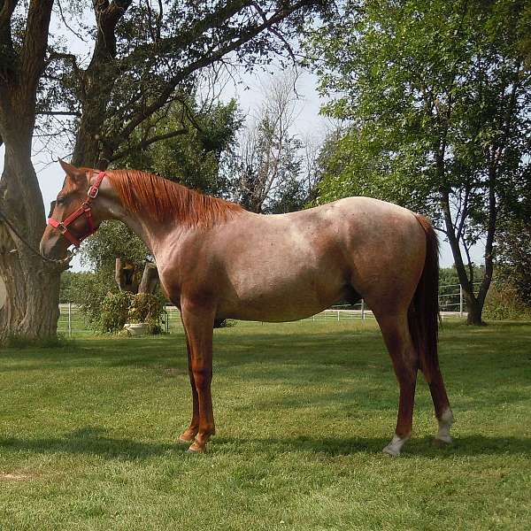 red-roan-quarter-horse