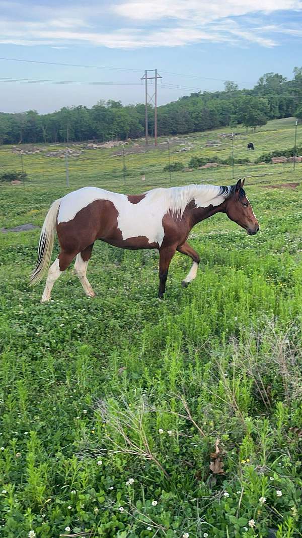 tobiano-hazing-pony