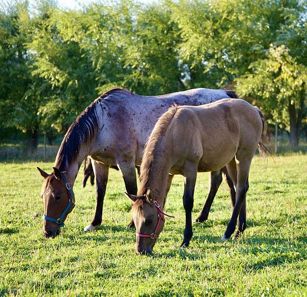 dun-western-dres-horse