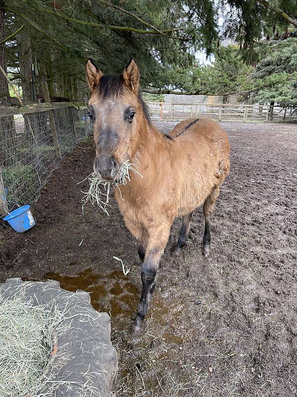 dun-roan-filly