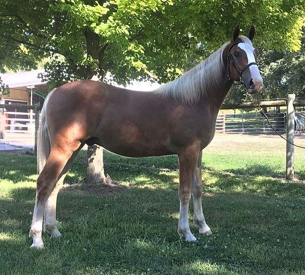 cross-draft-saddlebred-horse