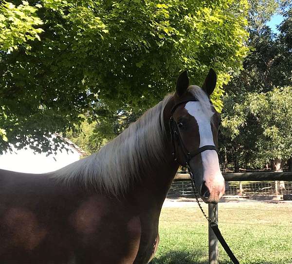 draft-draft-saddlebred-horse