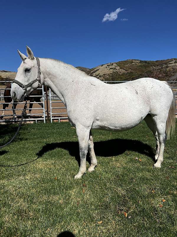 grey-swana-mare