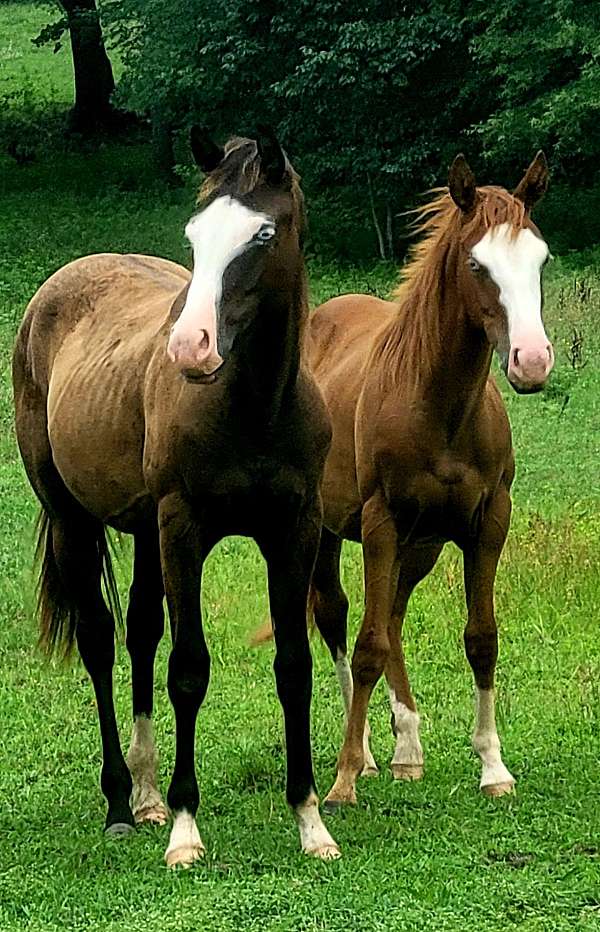 chestnut-paint-yearling