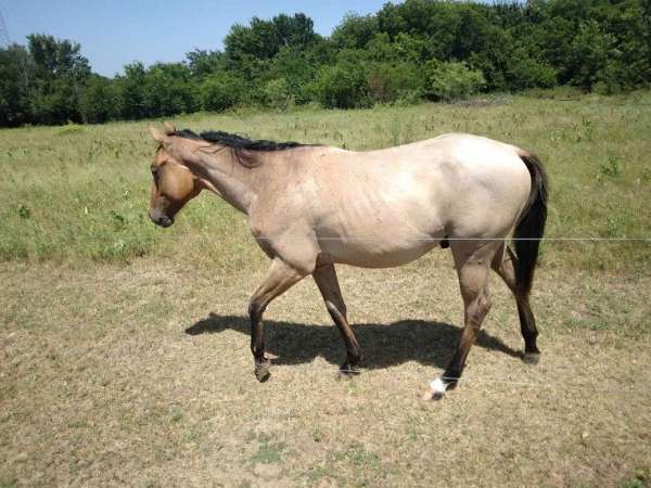 roan-aqha-colt-yearling