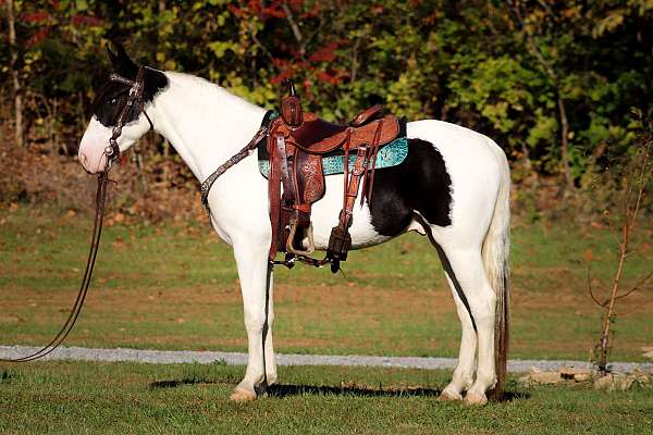 all-around-spotted-saddle-horse