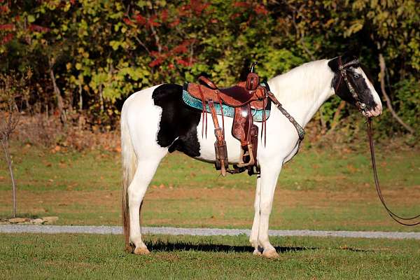 ability-spotted-saddle-horse