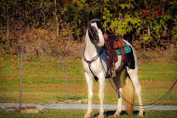 acre-spotted-saddle-horse