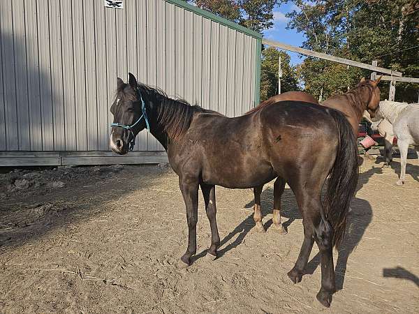 quarter-horse-gelding