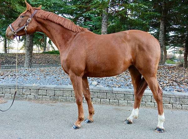 all-around-dutch-warmblood-horse