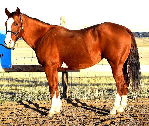 patch-of-white-hair-with-underlying-pin-horse