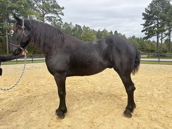 17-hand-percheron-gelding