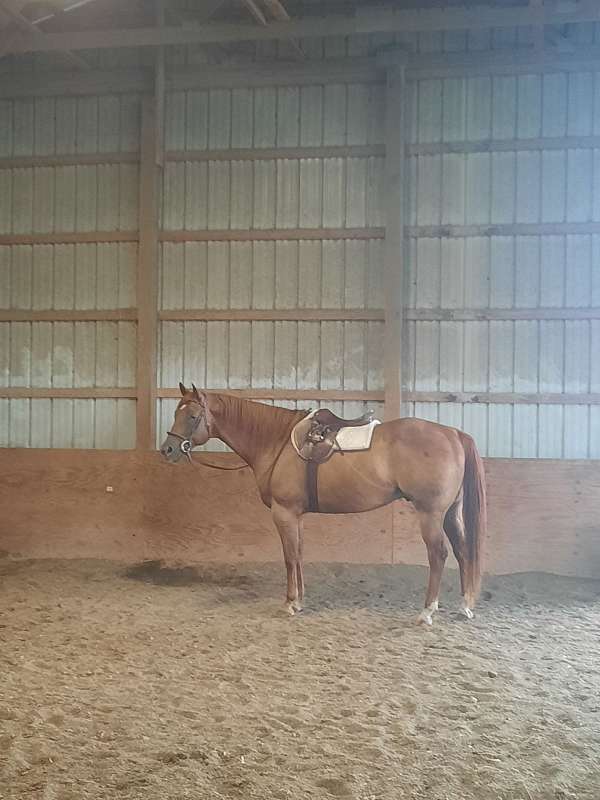 quarter-horse-gelding