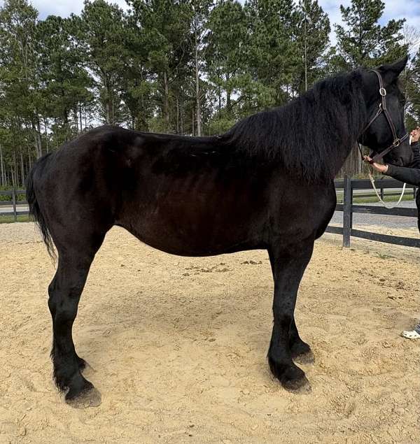 black-percheron-mare