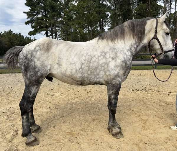 grey-percheron-gelding