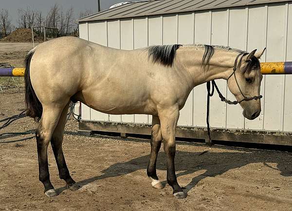 quarter-horse-gelding