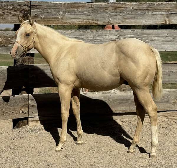 palomino-all-around-halter-horse