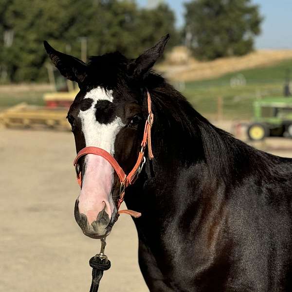 black-athletic-halter-horse