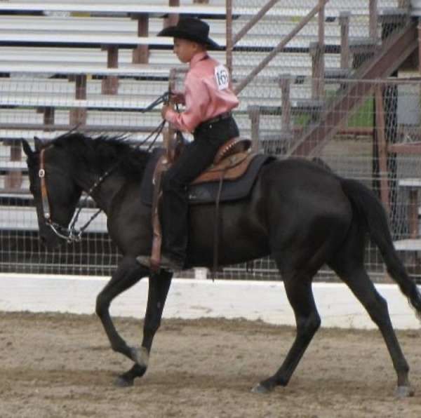 black-pony-mare-yearling