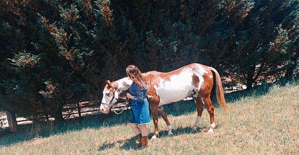 blue-eyed-paint-horse