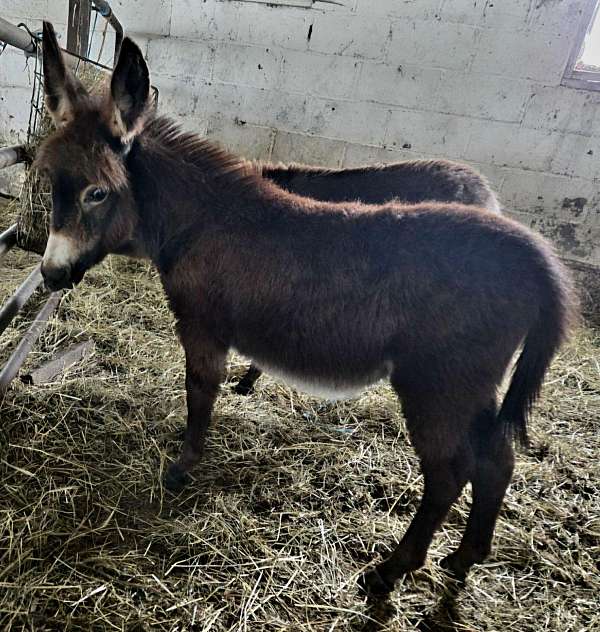 jack-donkey-miniature-horse