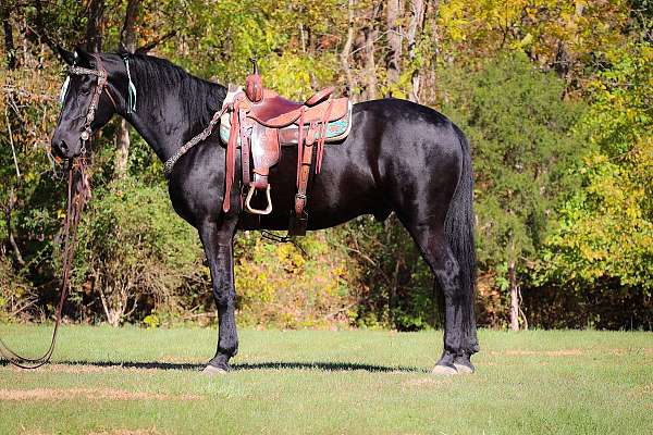 all-around-friesian-horse