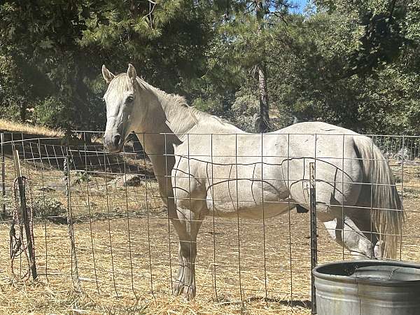 quarter-horse-gelding