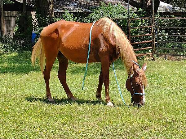 blaze-flaxen-horse