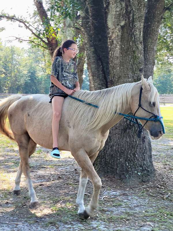 trail-quarter-horse