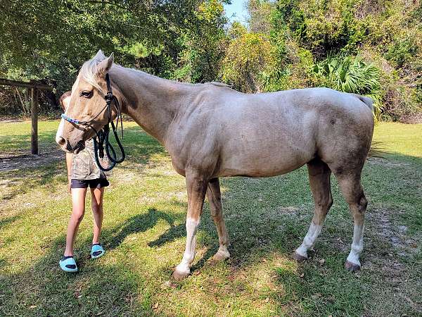 health-cert-gelding