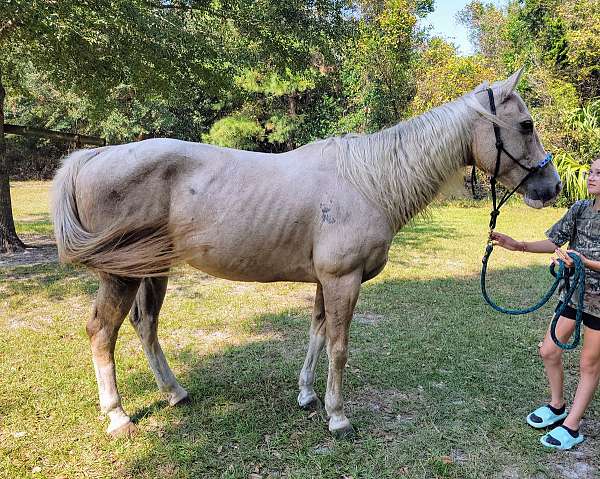 aqha-quarter-horse