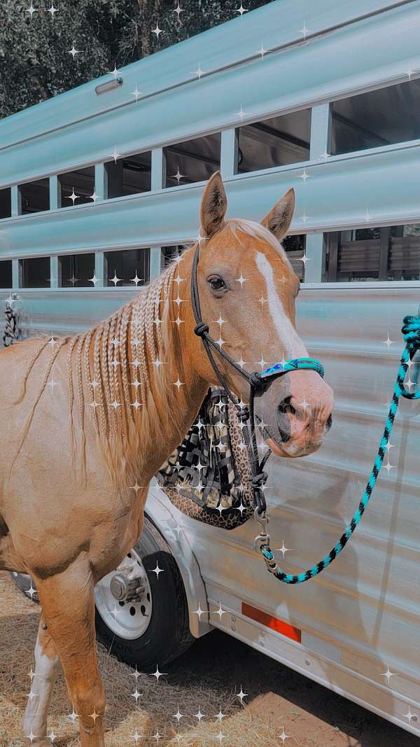 aqha-palomino-quarter-horse