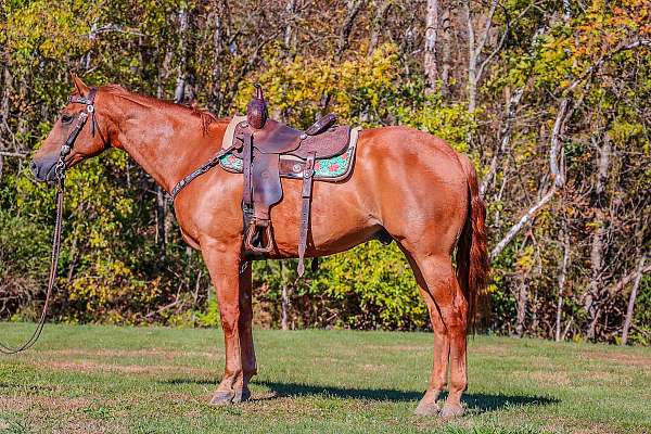 all-around-quarter-horse