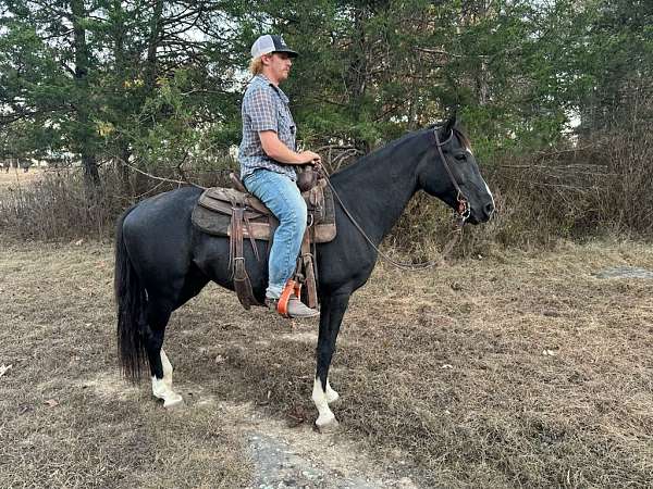 blue-roan-roan-penning-trail-horse