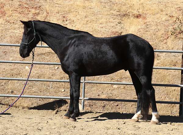 field-trial-kentucky-mountain-horse