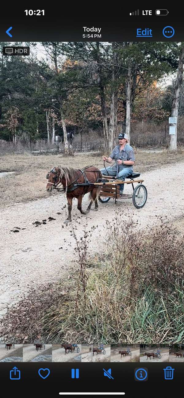 driving-pony