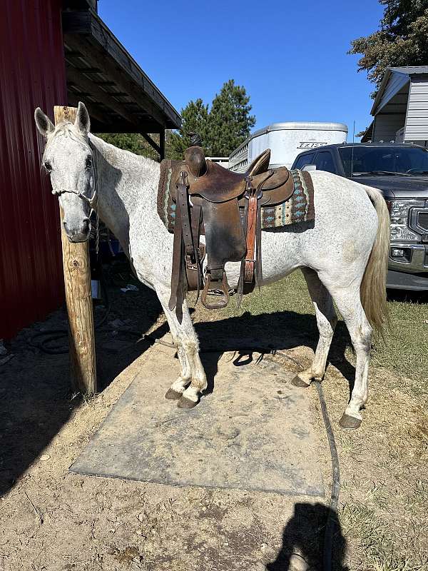 grey-standardbred-mare