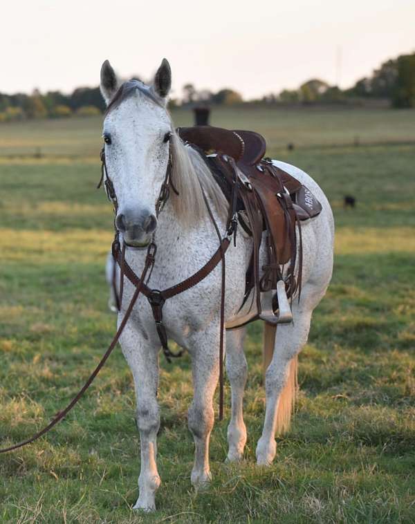 quarter-horse-gelding