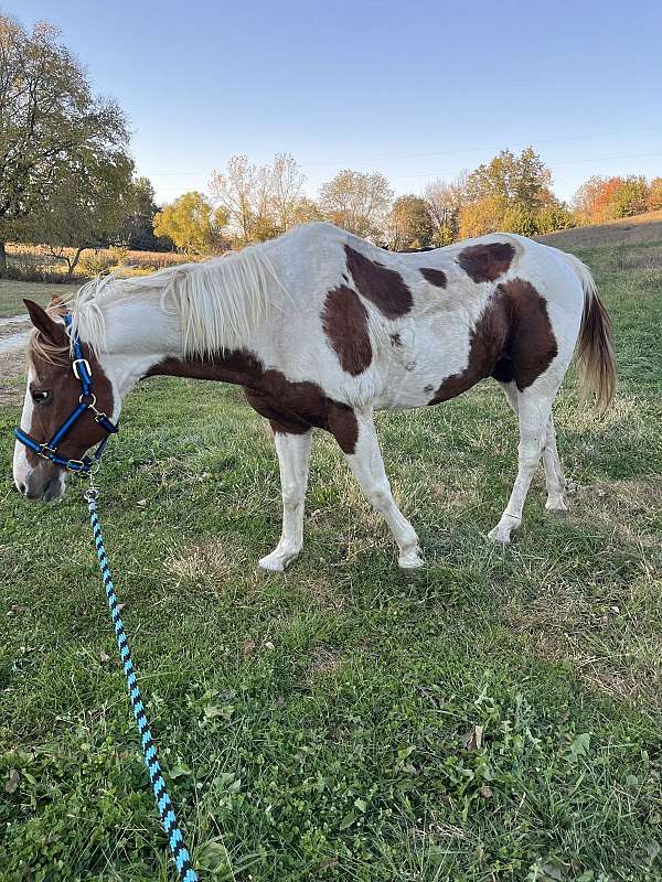 quarter-horse-gelding