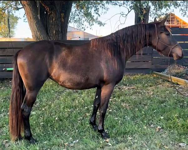 aqha-friesian-filly