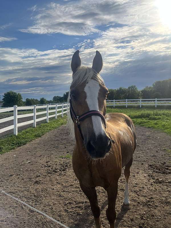 all-around-morgan-horse