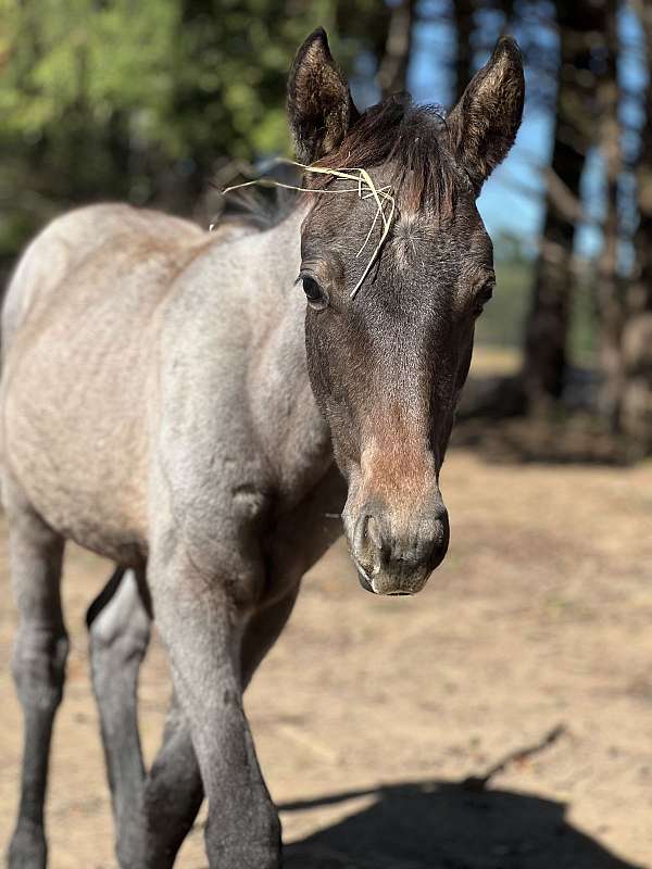 quarter-horse-colt