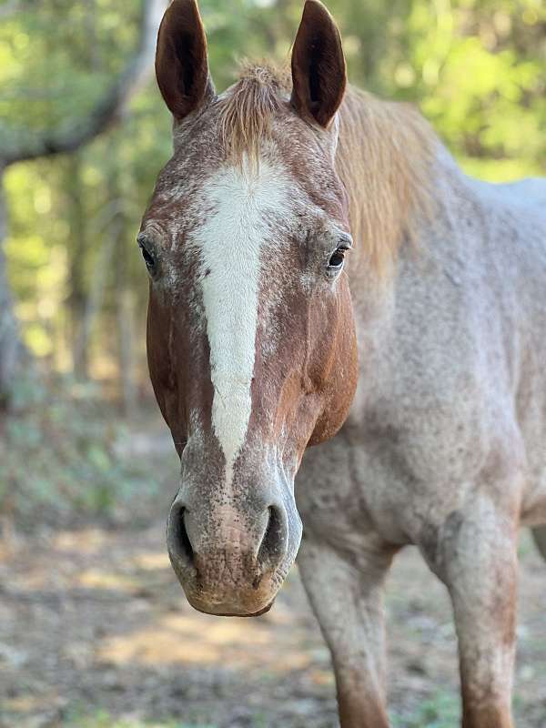 dressage-appaloosa-horse