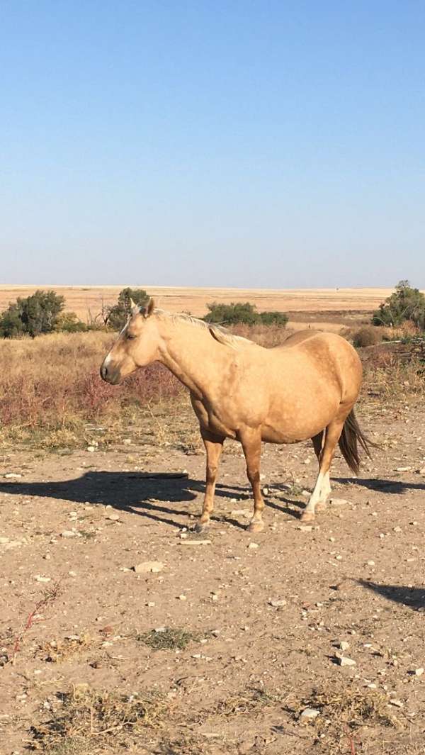 palomino-apha-aqha-broodmare