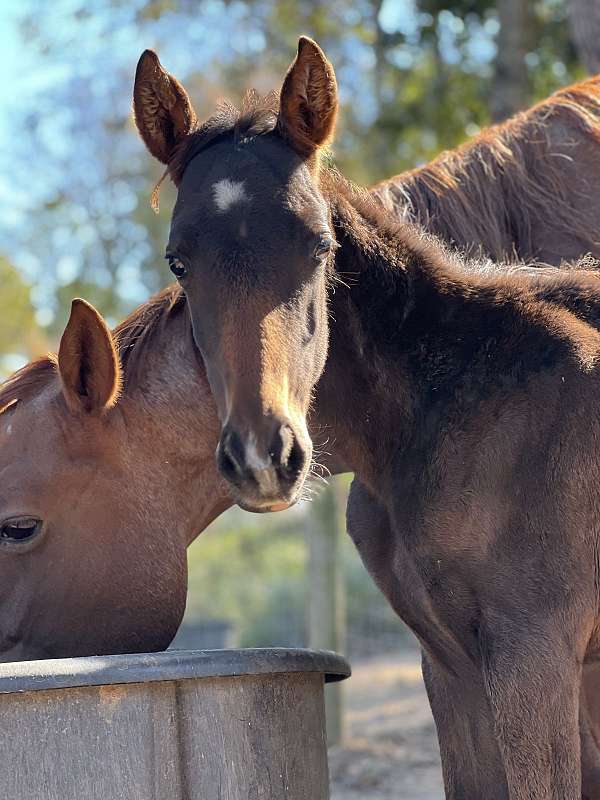 bay-roan-quarter-horse-filly