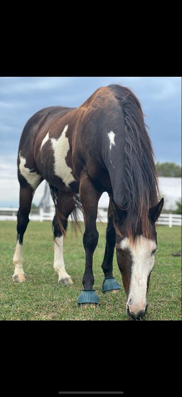 pinto-gelding