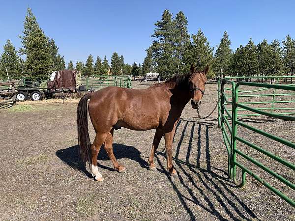 missouri-fox-trotter-gelding