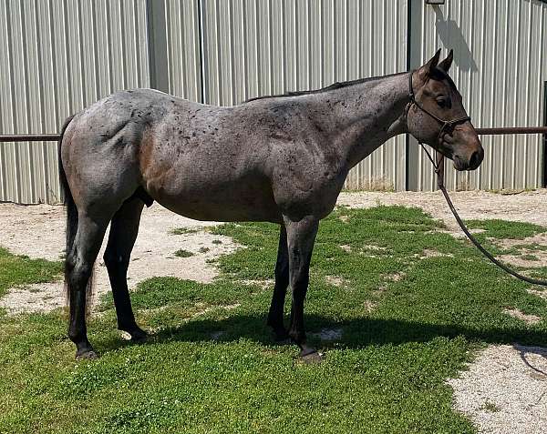 barrel-quarter-horse