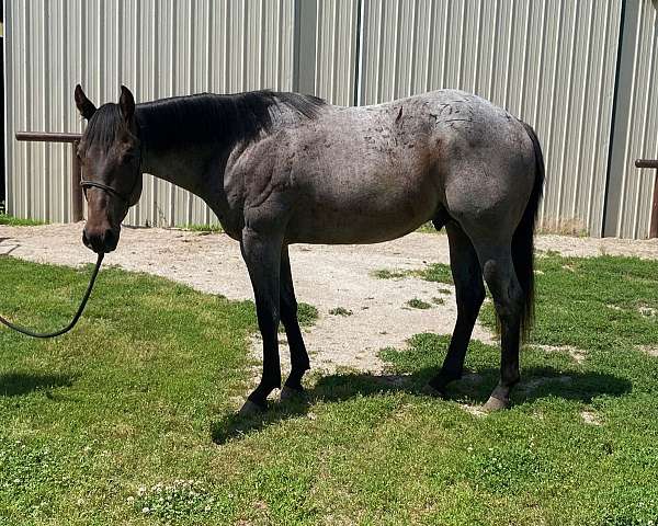 barrel-racing-quarter-horse