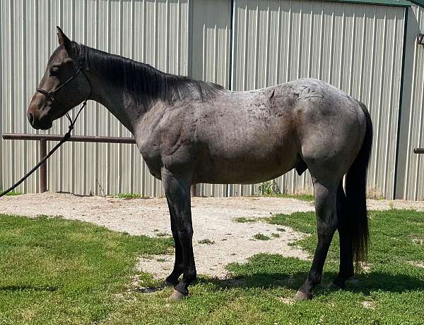 breeding-quarter-horse